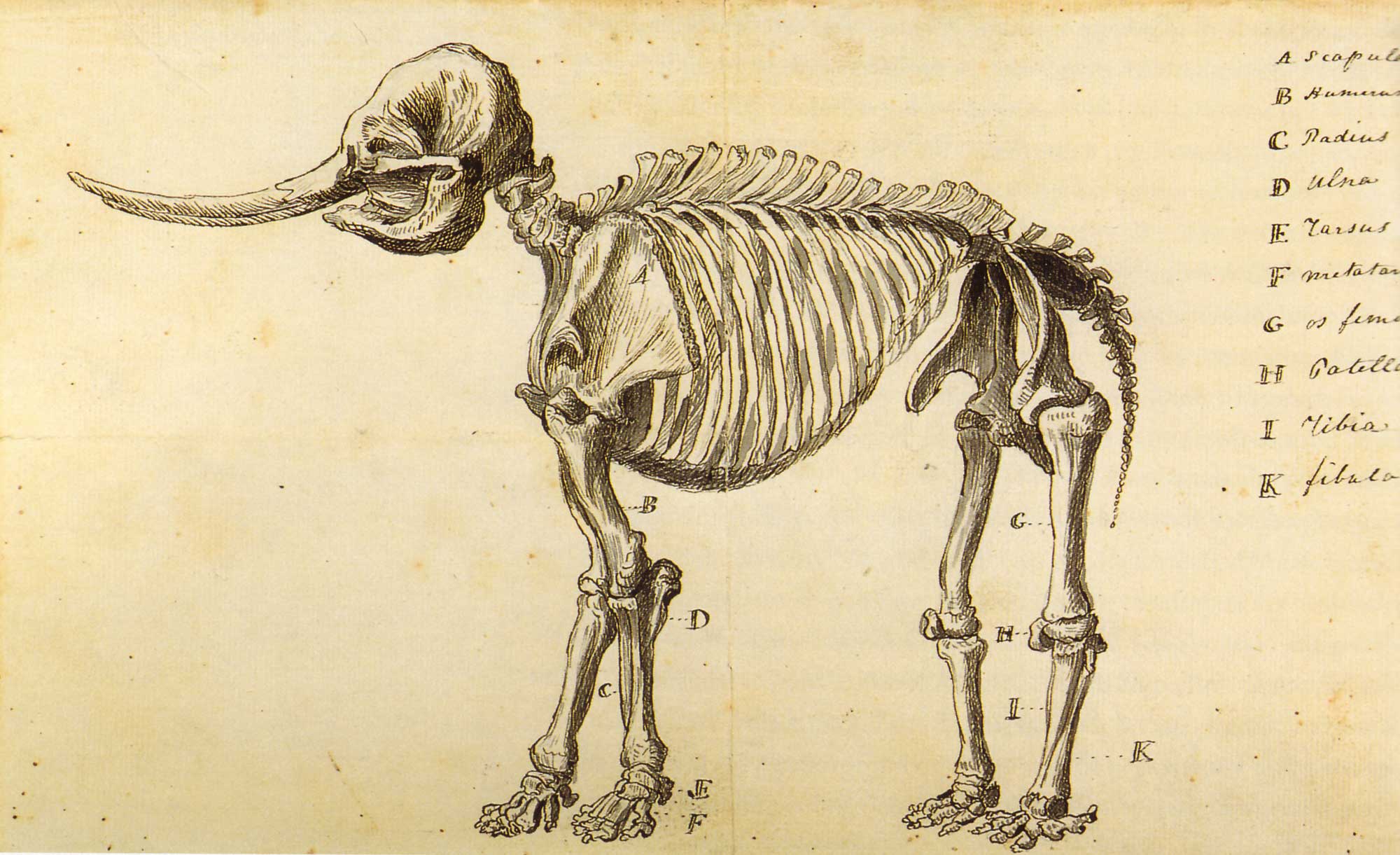 A 19th century drawing of an elephant or mastodon.