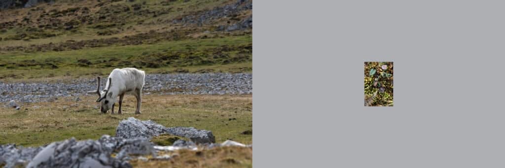 Divided into two sections, the left features a caribou grazing in a field and the right is a blank gray space with a small sliver of the grass remaining.