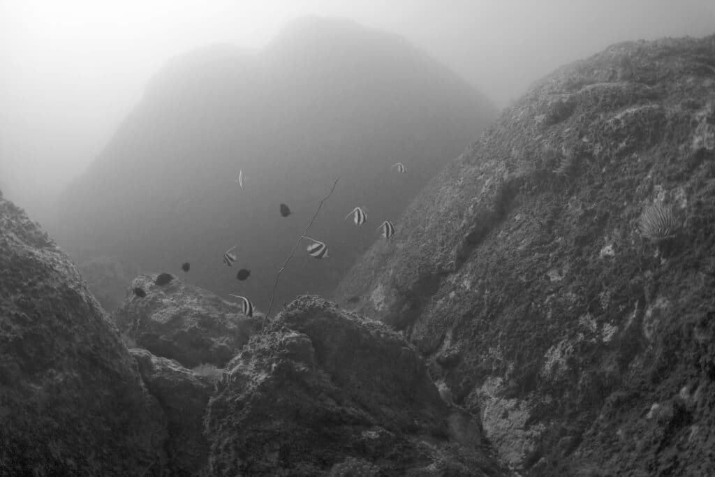 Black-and-white photo of an underwater canyon with tropical fish.