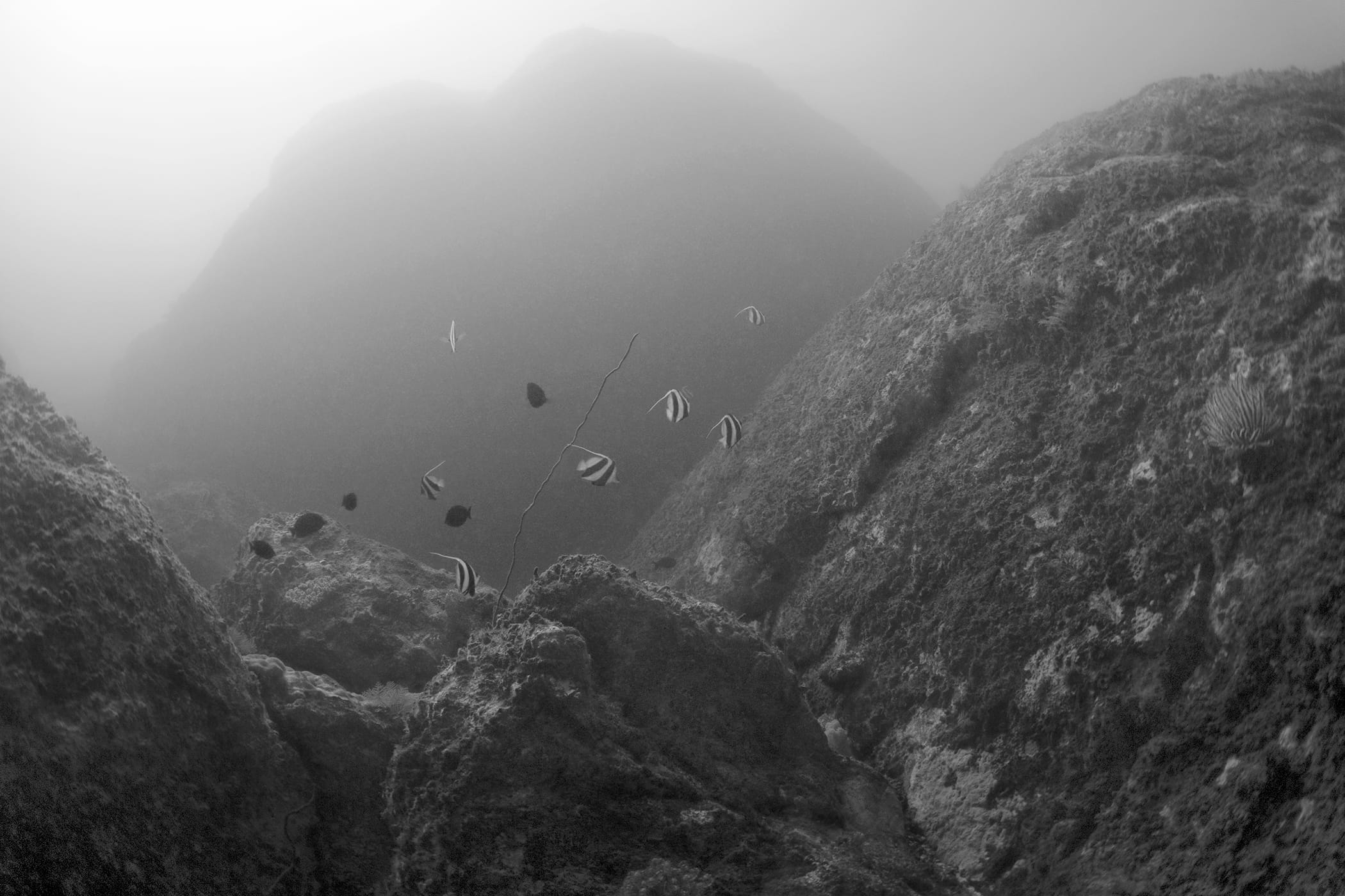 Black-and-white photo of an underwater canyon with tropical fish.